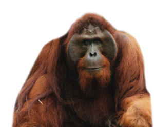 Orangutan PNG-31384